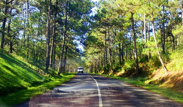 Three-leaf pine trees planted alongside an approach road to the valley