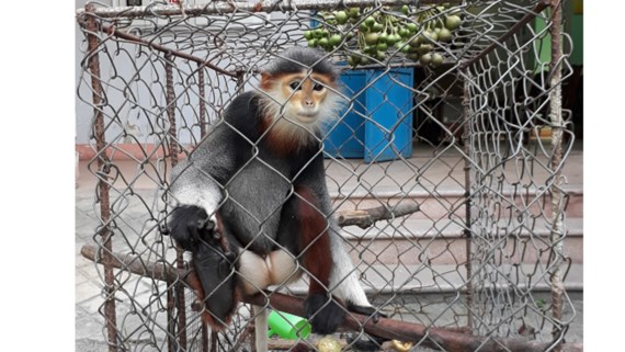 The red-shanked douc langur (Photo: http://www.sggp.org.vn/)