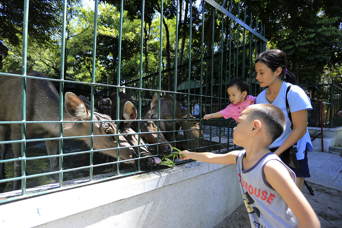 Local children feeding deer at the zoo (Photo: VnExpress)