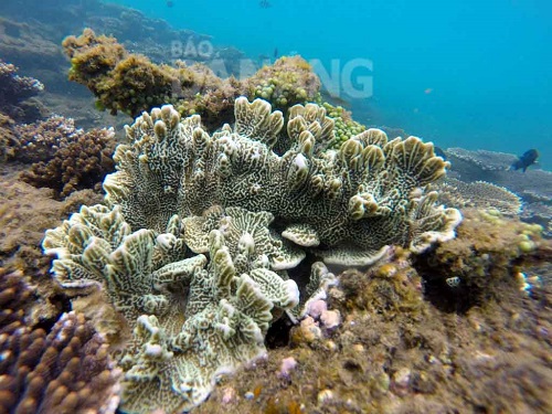 The stunning beauty of coral reefs off the peninsula