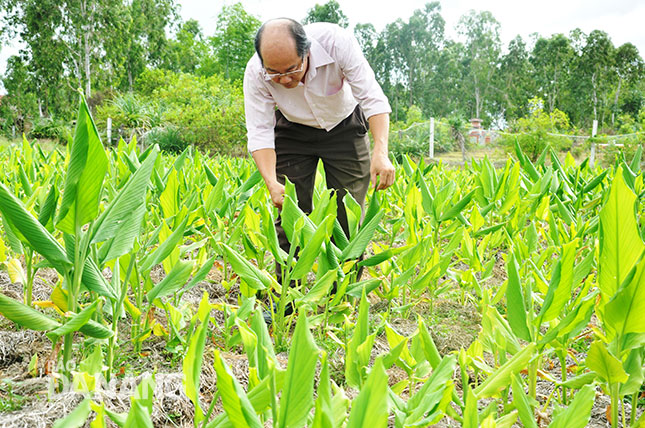 Ông Phan Hiền Lương kiểm tra tình hình sinh trưởng và phát triển của cây nghệ vàng.