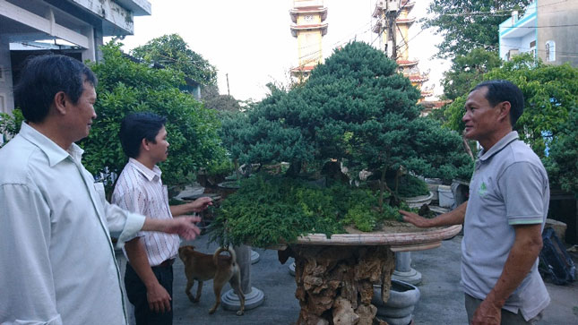 Anh Mai Thanh Thiện (phải) giới thiệu về cây bonsai tuyết tùng anh trưng bày trong sân nhà.
