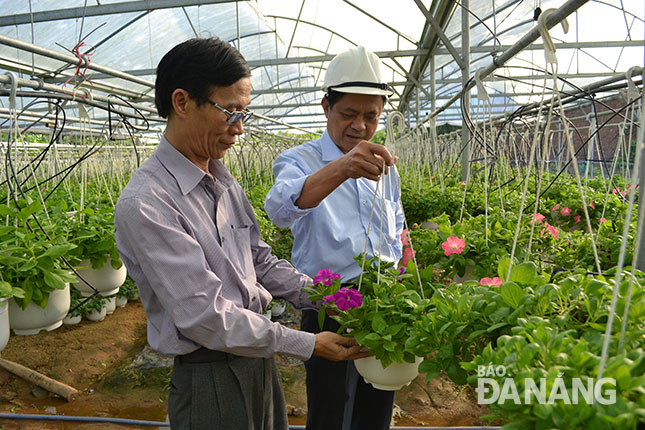 Mô hình trồng hoa ở xã Hòa Ninh giúp người nông dân tăng thu nhập bền vững.