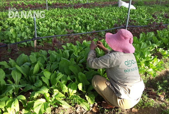 Một góc khu trồng trọt áp dụng các tiêu chí sạch của anh Phan Tuấn Anh ở xã Hòa Khương, huyện Hòa Vang. 						                Ảnh: HOÀNG LINH