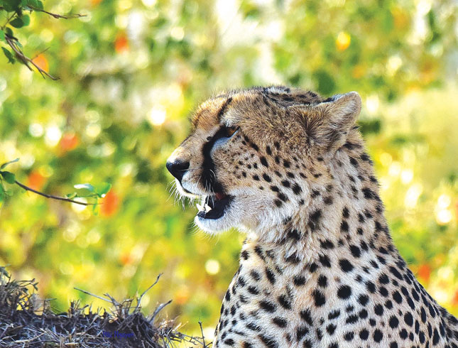 Báo Cheetah là một trong những kẻ săn mồi cừ khôi nhất trên thảo nguyên châu Phi.