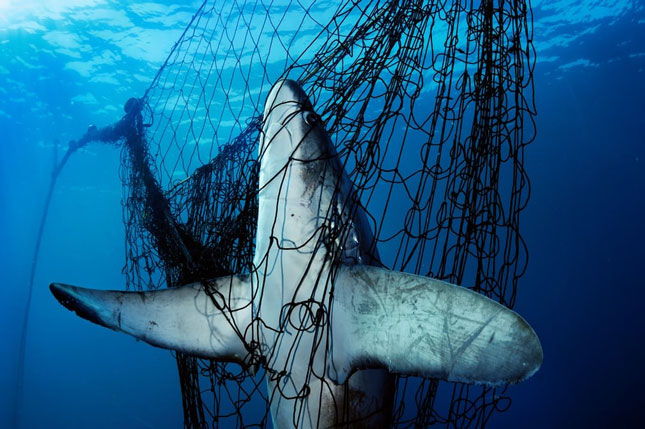 Mỗi năm hàng chục triệu cá mập bị đánh bắt vì nhu cầu súp vây cá mập. Ảnh chụp tại biển Cortez (Mexico).