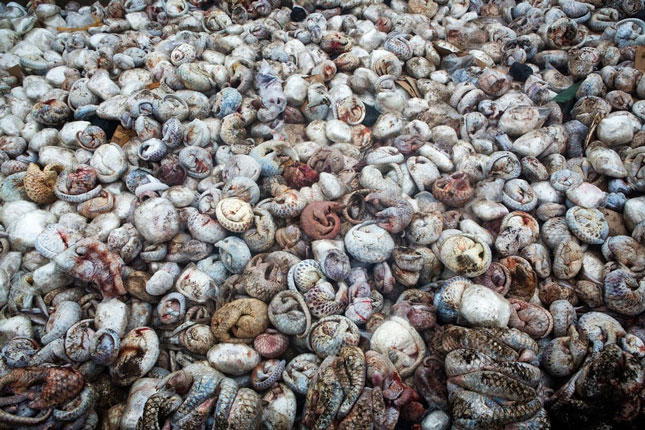 4.000 con tê tê nằm trong container ở cảng Sumatra (Indonesia). Loại này được sử dụng trong y học cổ truyền.