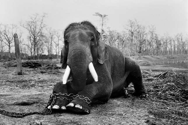 Con voi ở vườn quốc gia Chitwan (Nepal) được cho sắp bị giết chết.