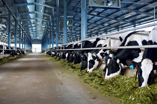 A Vinamilk-developed dairy-cow farm in a Vietnamese locality