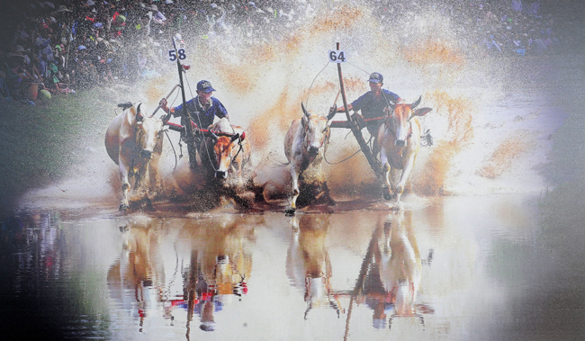 Tác phẩm: Lễ hội đua bò Bảy Núi (An Giang) Tác giả: Cao Minh Dẹt