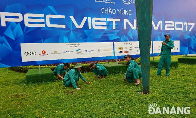 Công nhân Công ty Công viên cây xanh chăm sóc bãi cỏ ở vòng xoay bờ đông cầu Sông Hàn, chuẩn bị cho Tuần lễ Cấp cao APEC tại Đà Nẵng. Ảnh: H.L