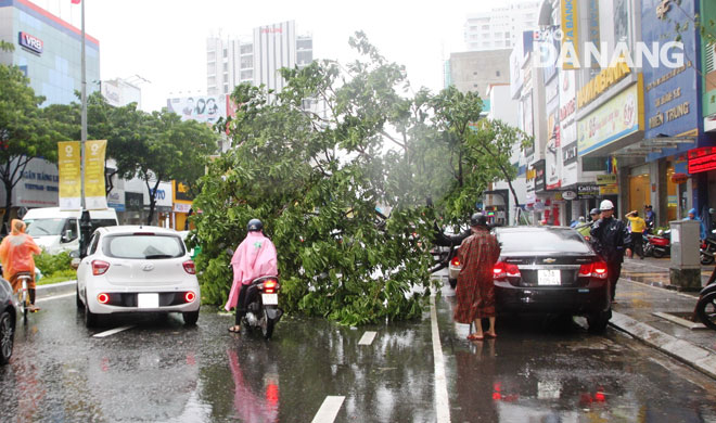 Cây xanh bật gốc gây ùn tắc giao thông trên đường Nguyễn Văn Linh