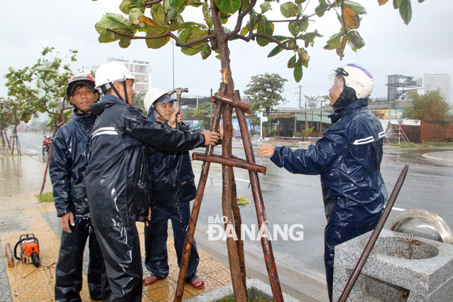 Công nhân Công ty Cây xanh đang chằng chống những cây bị gió xô nghiêng ở đường Võ Nguyên Giáp.