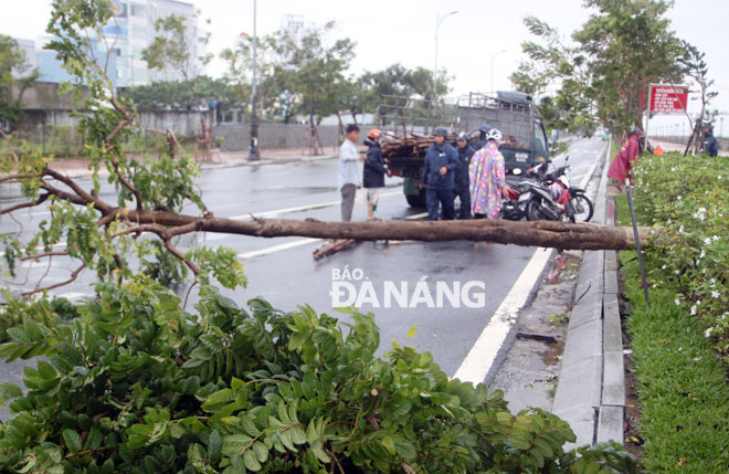 Công ty Công viên cây xanh đang ứng ... gã bật gốc trên đường Như Nguyệt.