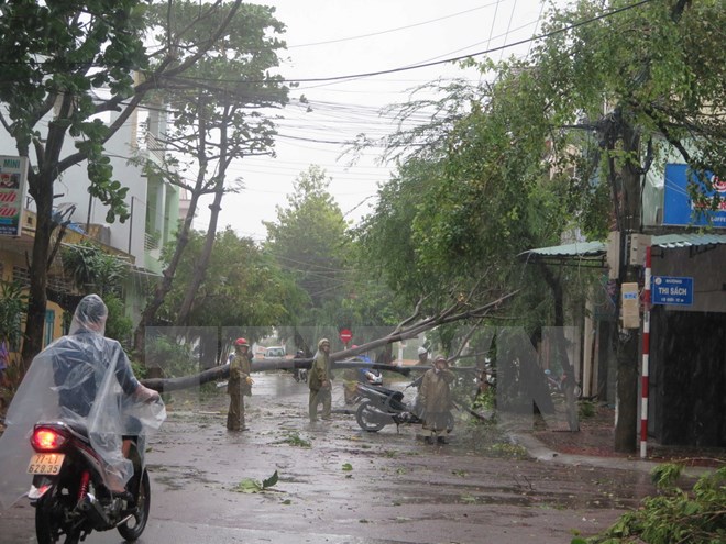 Cây xanh trên nhiều tuyến đường tại thành phố Quy Nhơn bị ngã đổ, lực lượng chức năng đang nỗ lực xử lý. (Ảnh: Phạm Kha/TTXVN)