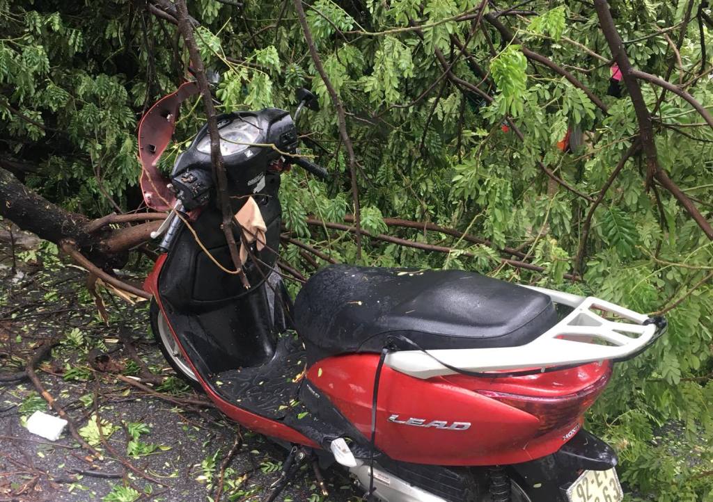 Một cây to ngã đổ làm bị thương 1 người và hư hỏng 2 xe máy tại khu vực đường Hùng Vương đoạn qua chợ Hàn.