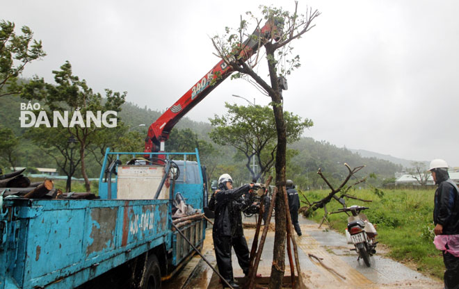 Công nhân Công ty Công viên Cây xanh ... ứu cây xanh trên các tuyến đường.