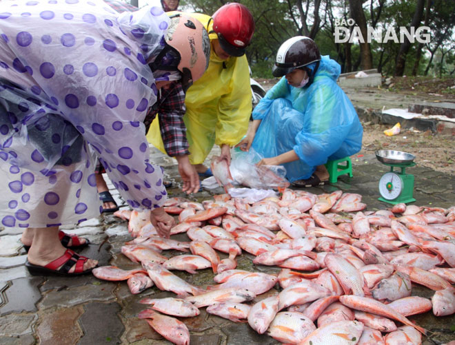 Một bè cá diêu hồng nuôi ở sông Cẩm Lệ bị chết do lũ về được đem lên bờ bán để vớt vát vốn.