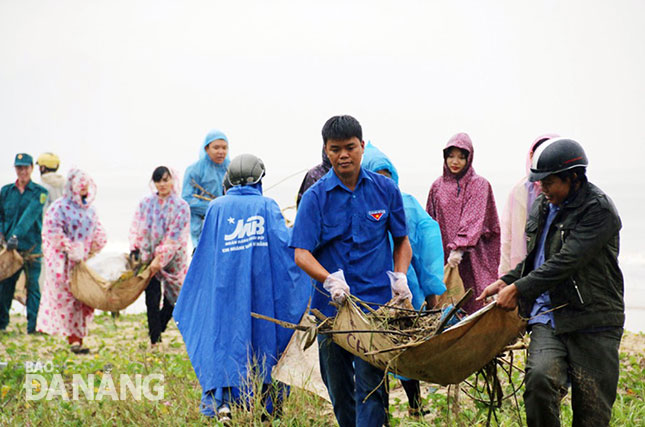 Đoàn viên thanh niên cùng các đơn vị thu dọn rác biển dưới trời mưa tại địa bàn quận Thanh Khê.	 Ảnh: THANH TÌNH