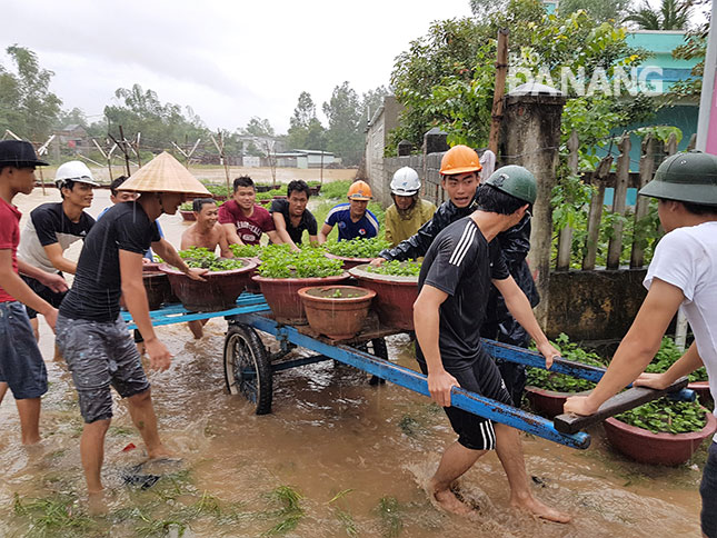 Những người hàng xóm đội mưa, lội nước, cứu hàng trăm chậu hoa ngập nước của ông Phan Ngọc Anh ở thôn Cồn Mong.