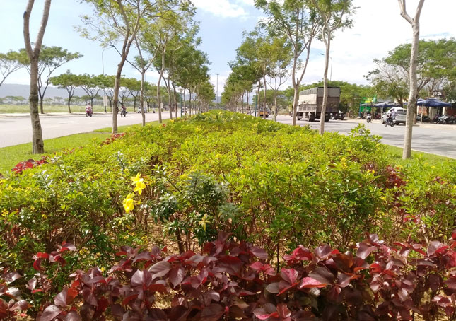 Đường Hoàng Thị Loan sau đợt tổng lực dọn vệ sinh môi trường của quận Liên Chiểu trở nên sạch, đẹp hơn.