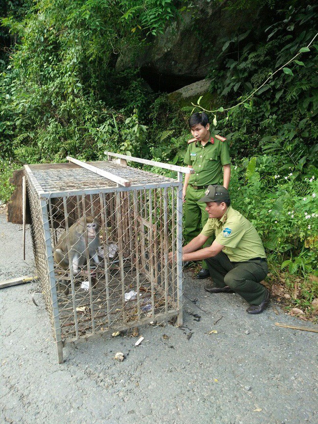 The pig-tailed macaque (Photo: dantri.com.vn)