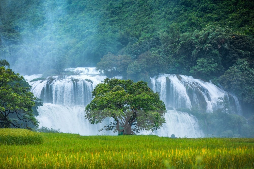 Ban Gioc Waterfall, located on the Vietnam-China borderline, is in Dam Thuy commune of Trung Khanh district (Photo: VNA)