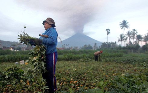 Một số nông dân Indonesia vẫn thu hoạch mùa màng quanh núi lửa Agung ngày 27/11. (Ảnh: Reuters)