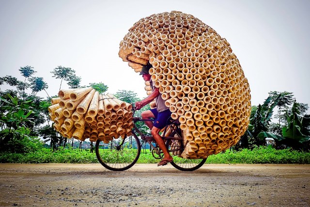 Worker bee (Photo: Vu Minh Quang from An Giang)