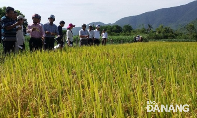 Giống lúa Thiên ưu 8 khi gieo trồng trình diễn đạt năng suất cao, nhưng khi sản xuất đại trà lần đầu tiên thì năng suất thấp.