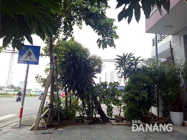  Vỉa hè ngang qua địa chỉ lô 63 đường Lê Minh Trung bị bịt kín bởi cây và chậu cảnh. 