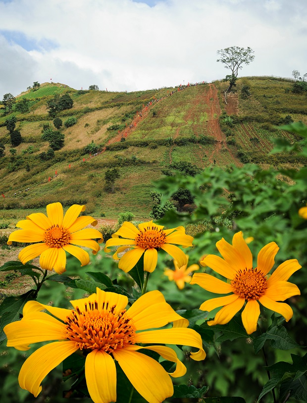 Hills are livened with bright yellow ‘Da quy’ flowers