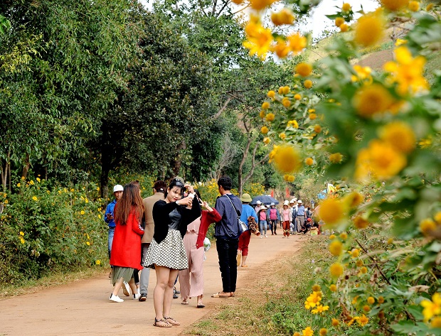 Visitors to the festival strolling on roads which are lined with the blossoms