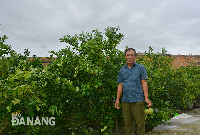 Ông Phạm Vinh bên vườn chanh không hạt.