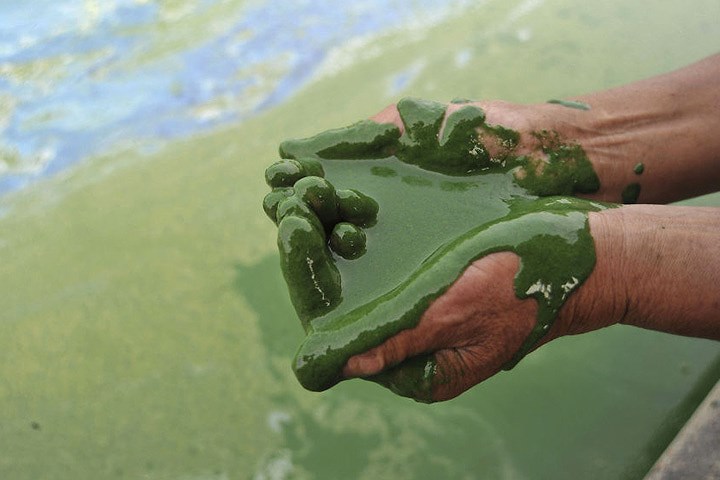 Nước đặc quánh tảo ở hồ Chaohu, thành phố Hợp Phì, tỉnh An Huy, Trung Quốc.
