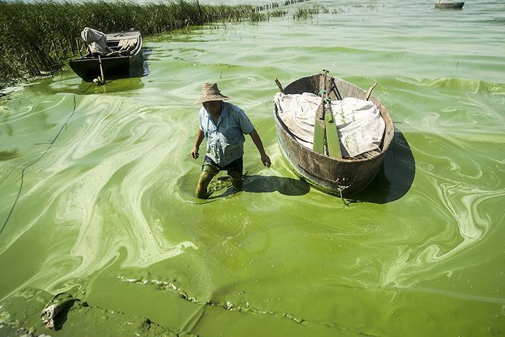 Ngư dân lội trong hồ Chaohu ô nhiễm nặng vì tảo.