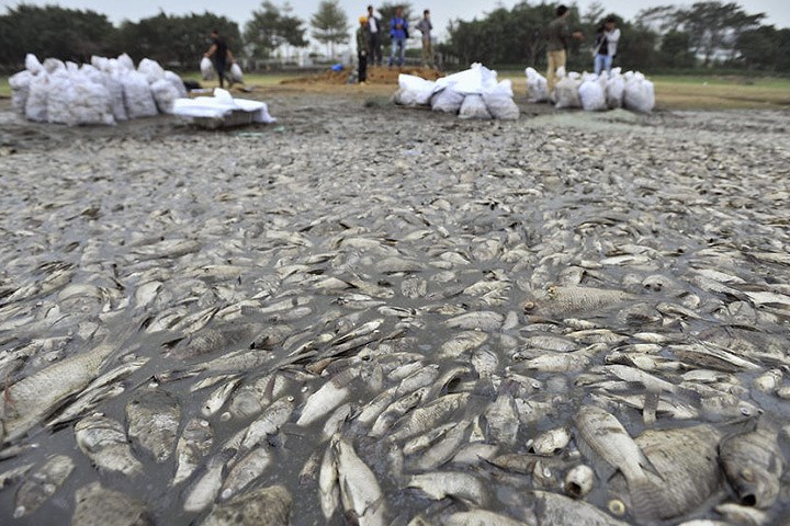   Công nhân thu gom cá chết hàng loạt tại một công viên ở Thâm Quyến, tỉnh Quảng Đông.