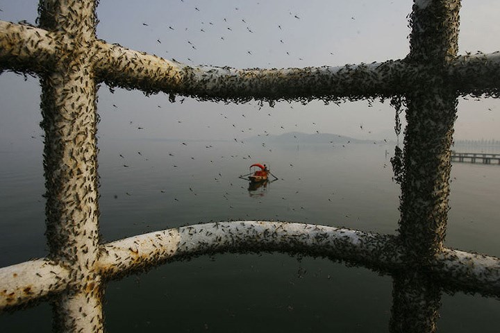 Muỗi bâu đầy trên hàng rào ở khu vực hồ nước ô nhiễm của thành phố Vũ Hán.