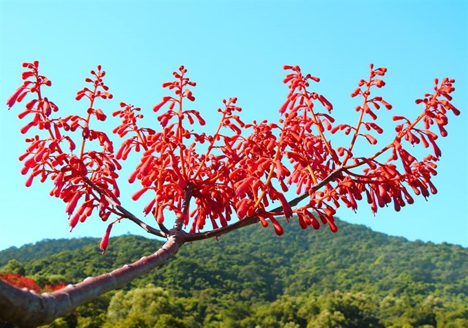 In bloom: Flowers in the Sơn Trà forest in Đà Nẵng. More than 1,000 plants and 370 animal species are found at the reserve. — VNS Photo Bùi Văn Tuấn Read more at http://vietnamnews.vn/life-style/419630/photos-protect-son-tra-nature.html#Ksq07w8P6h331VTk.99