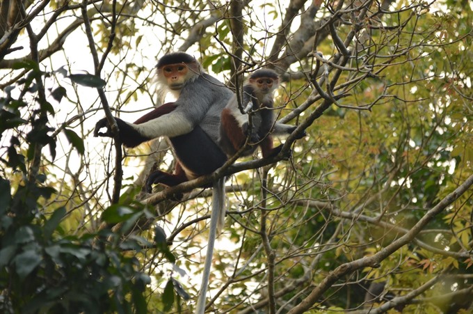 Primates: Red-shanked langurs, endangered primates, seen at Sơn Trà Reserve. A photobook is being published to raise money to protect the reserve.— VNS Photo Bùi Văn Tuấn Read more at http://vietnamnews.vn/life-style/419630/photos-protect-son-tra-nature.html#Ksq07w8P6h331VTk.99