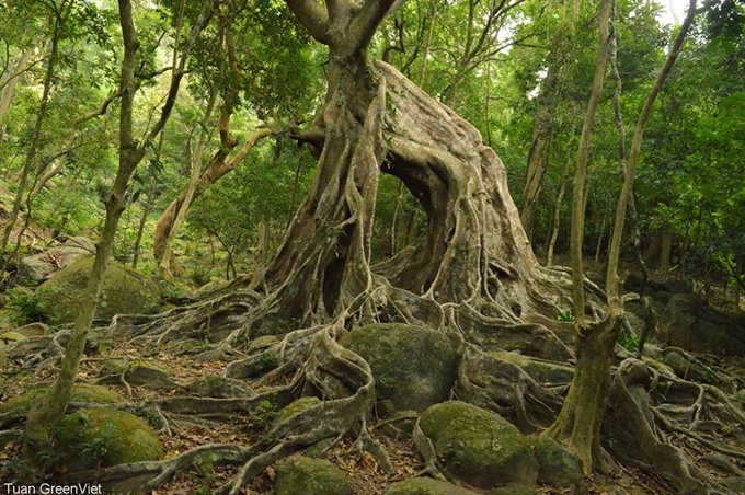 Ancient: A gnarled old tree in Sơn Trà reserve. — VNS Photo Bùi Văn Tuấn Read more at http://vietnamnews.vn/life-style/419630/photos-protect-son-tra-nature.html#Ksq07w8P6h331VTk.99
