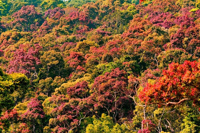 Autumn: The forest in Sơn Trà can be colourful. — VNS Photo Bùi Văn Tuấn Read more at http://vietnamnews.vn/life-style/419630/photos-protect-son-tra-nature.html#Ksq07w8P6h331VTk.99