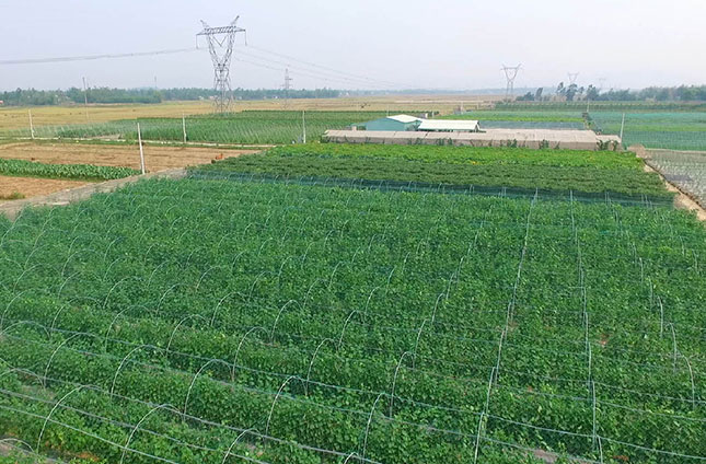 Sản xuất nông nghiệp sạch theo hướng hữu cơ đang phát triển mạnh ở huyện Hòa Vang. TRONG ẢNH: Cánh đồng rau hữu cơ ở thôn Phú Sơn Nam, xã Hòa Khương.