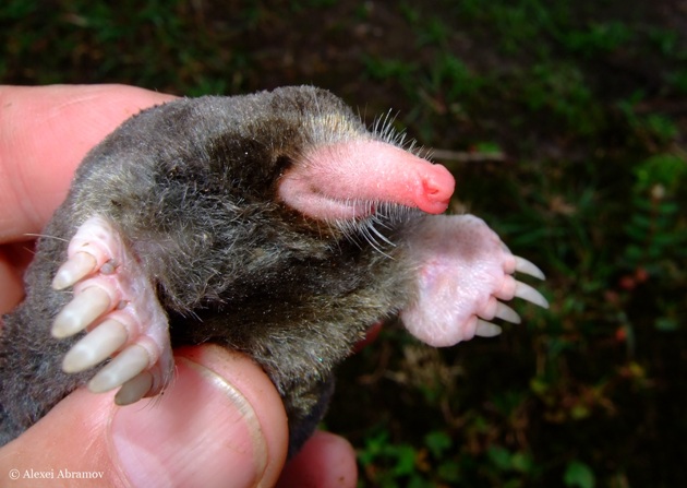 The new mole species, called Euroscaptor orlovi, is one of two mole types found in Vietnam.