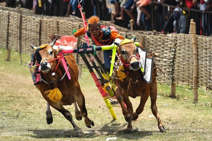 Lễ hội đua bò truyền thống Karapan Sapi tại Madura, Indonesia. Ảnh: Getty