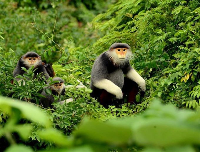 Natural world: Nguyễn Phan Vinh, second prize winner with his work featuring the red-shanked douc langur, said he had to travel to Sơn Trà Peninsula, where this species lives, every day to catch the right picture. Read more at http://vietnamnews.vn/life-style/419728/winners-of-environmental-photo-contest-announced.html#787qphWW1USgyEZ8.99