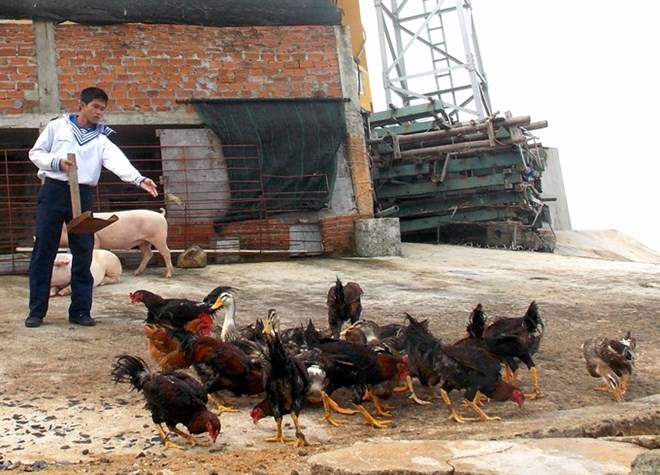 A Vietnamese soldier feeds cattle and fowl on Da Lon Island (internationally called the Discovery Great Reef) on Vietnam’s Truong Sa (Spratly) Archipelago (Photo: VNA)