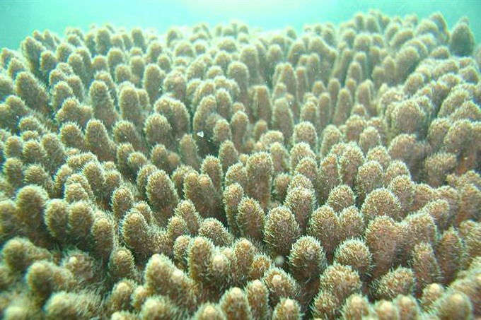 2. Coral Acropora in Bái Tử Long National Park. The park was recognised as the 38th ASEAN Heritage Park in May 2017. — VNA/VNS Photo Read more at http://vietnamnews.vn/life-style/420323/top-ten-cultural-and-tourism-events-of-2017.html#Pu7qXphdYhcllQCE.99