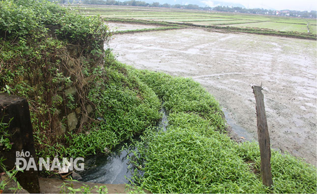 Nước thải phố chợ chảy ra ruộng lúa