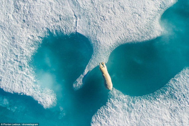 Một con gấu Bắc Cực bám vào 2 tảng băng trên một con sông băng ở Canada